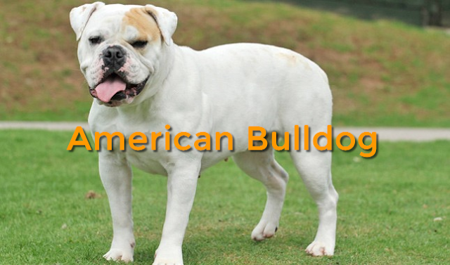 Knowledge Of American Bulldog