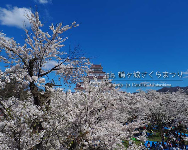 鶴ヶ城の桜がすごい！(2) 西出丸エリア