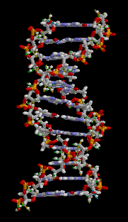DNA - Double Helix