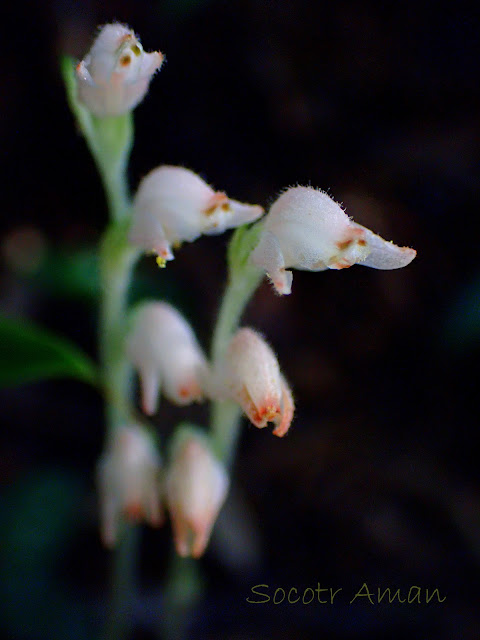 Goodyera schlechtendaliana