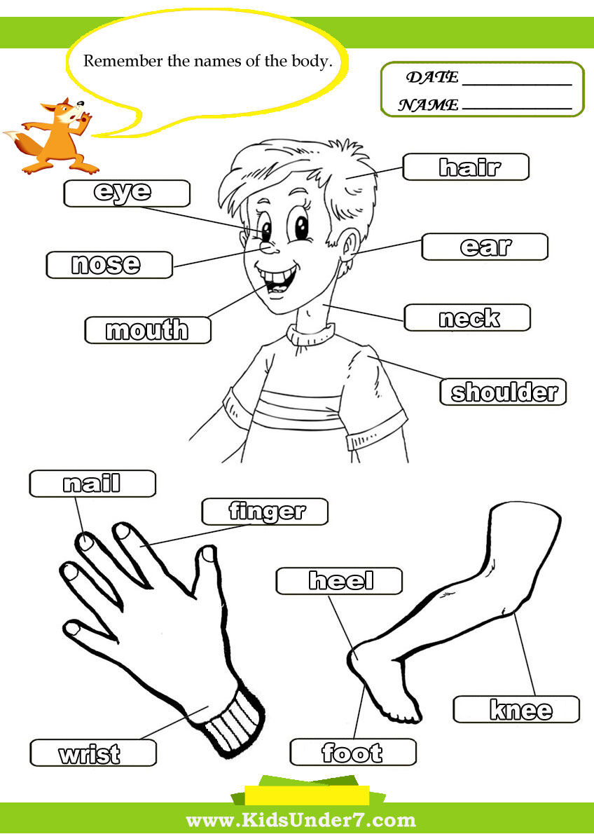 Kids Under 7: Parts of the Body math worksheets, worksheets, grade worksheets, and free worksheets Body Parts Worksheet For Kindergarten 2 1190 x 848