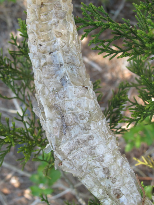 Life is short, but snakes are long: Identifying snake sheds