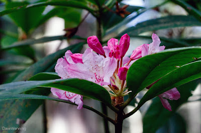 Pacific Rhododendron