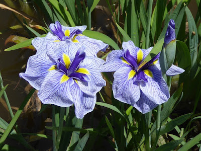 枚方市・市民の森（鏡伝池緑地）の花菖蒲