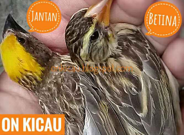 gambar burung manyar jantan dan betina dewasa