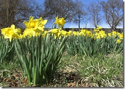 haylodge daffs2