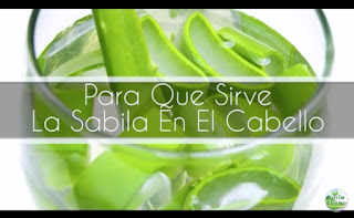 Aloe Vera Sabila Cabello