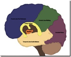 brain drawing 2