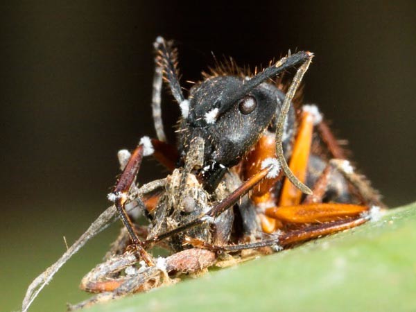 Los insectos actuaban de forma extraña