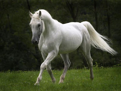 LATEST HORSE HD WALLPAPER FREE DOWNLOAD