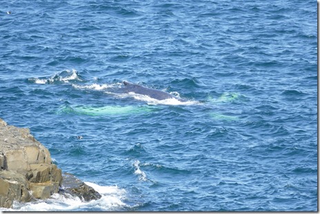 nl_bonavista_elliston_d2_5
