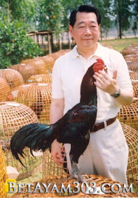 Ayam Wiring, ayam bangkok, Ayam Aduan Thailand, Ayam Jago Bangkok, Ayam Adu Super, Ayam Jago Super, Ayam Jago Thailand, 
