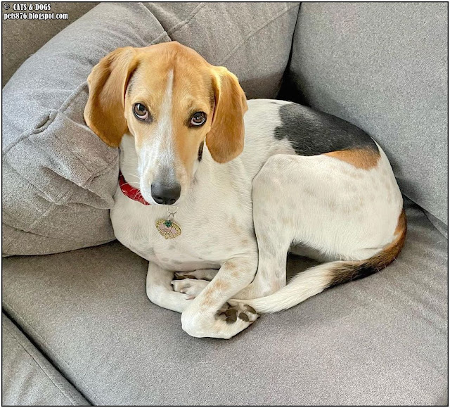 american foxhound