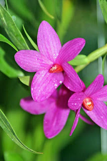 Great Anggrek, Cute, Red, Dendrobium Sulawesiense, Orchid Flower, Beautiful Plant