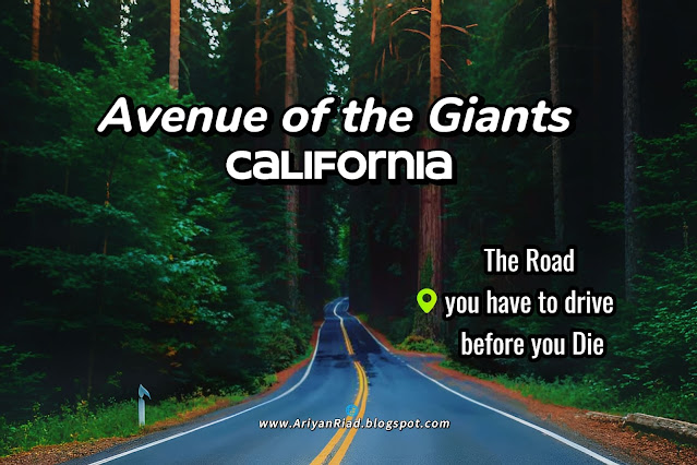 Avenue of the Giants, California