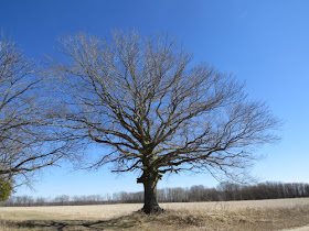 beech tree winter shape