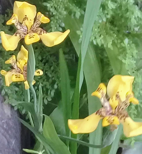 ÍRIS AMARELA - Planta ornamental, de florescimento exuberante, fácil e farto - É muitas vezes confundida com orquídeas e lírios.