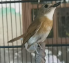 Mengenal burung srdc / Sikatan rimba dada coklat