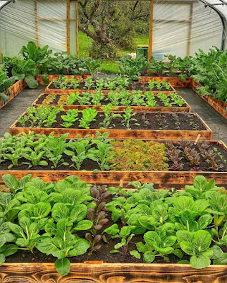 Raised Bed Greenhouses