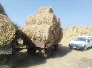 الزراعة: جمع وتدوير أكثر من 1.9 مليون طن قش الأرز
