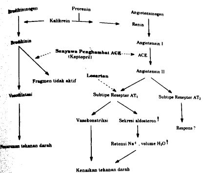 Mekanisme kerja antihipertensi senyawa penghambat ACE