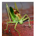 Pasikonik zielony - Tettigonia viridissima
