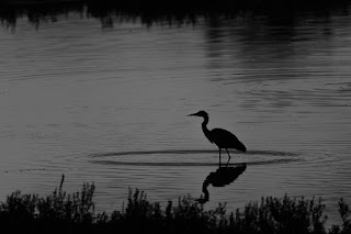 Wildlifefotografie Lippeaue Sonnenuntergang Olaf Kerber