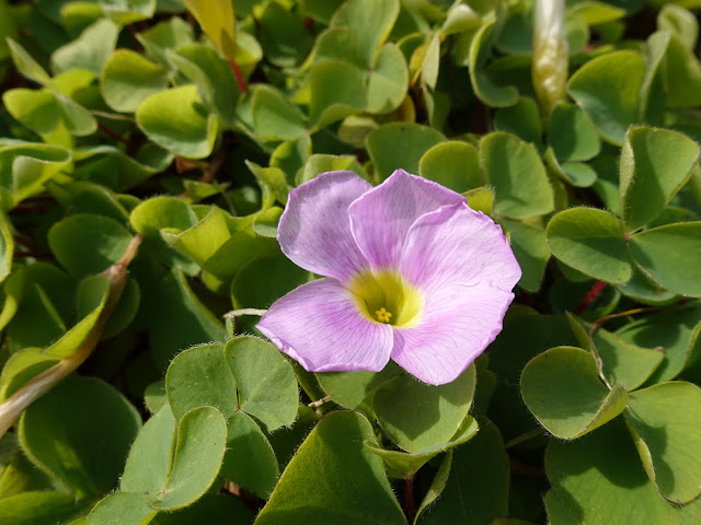 フヨウカタバミ（芙蓉片喰）