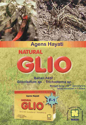 "natural glio pengendali hama jamur fusarium spora rebah semai natural nusantara distributor nasa agensia hayati"