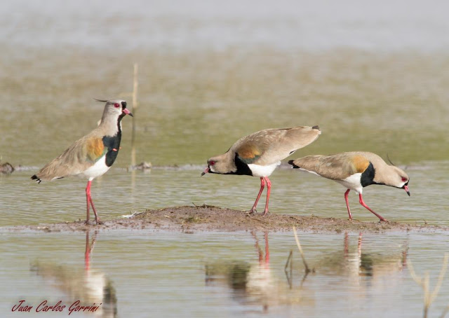 Avistaje de aves en Argentina, Salta. Birdwatching y fotografía de Juan Carlos Gorrini.