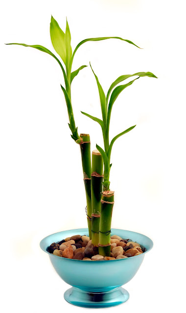 Bamboo House Plant1