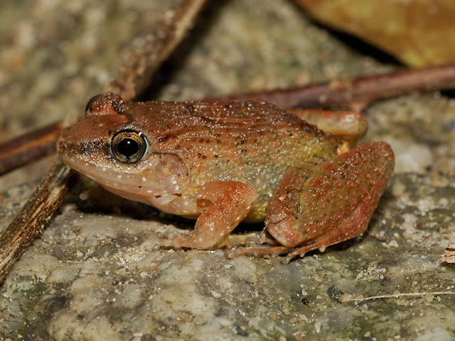 Rhinoceros Frog - Limnonectes plicatellus