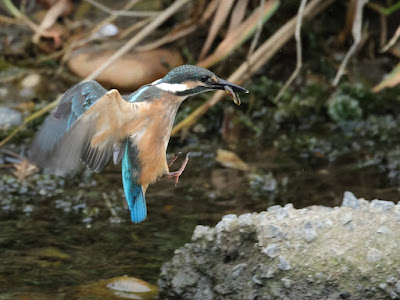 カワセミ幼鳥の餌捕り後の着地