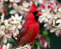 Photos Of Cardinal Birds