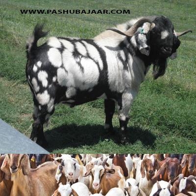 August 2016 ~ Buy Goats or Buck for Bakra Eid (Eid al-Adha 