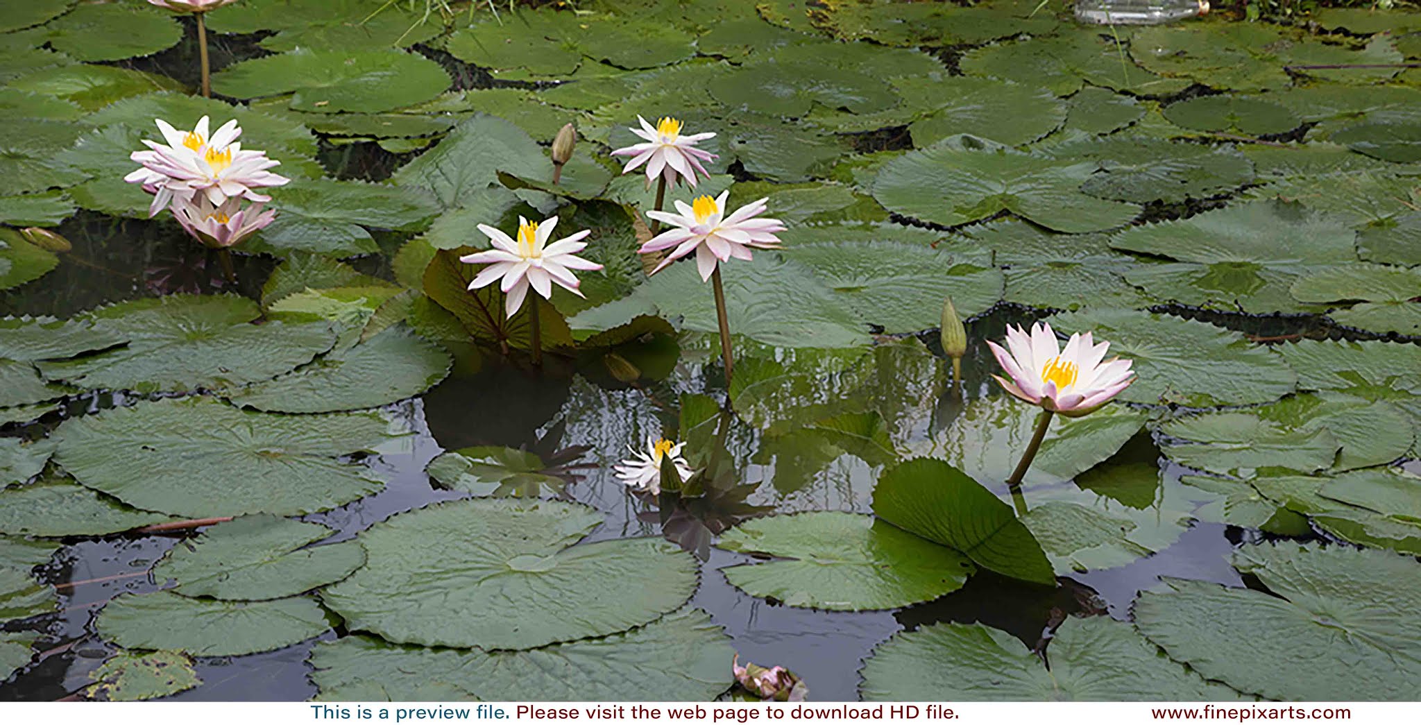 White water lily flower 0010