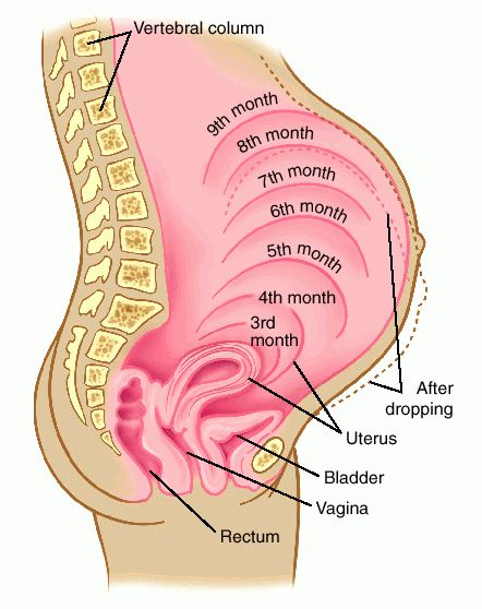 pregnancy symptoms