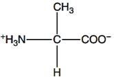 alanine structure