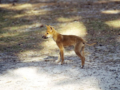 Dingo Pup Foraging for Food Photo