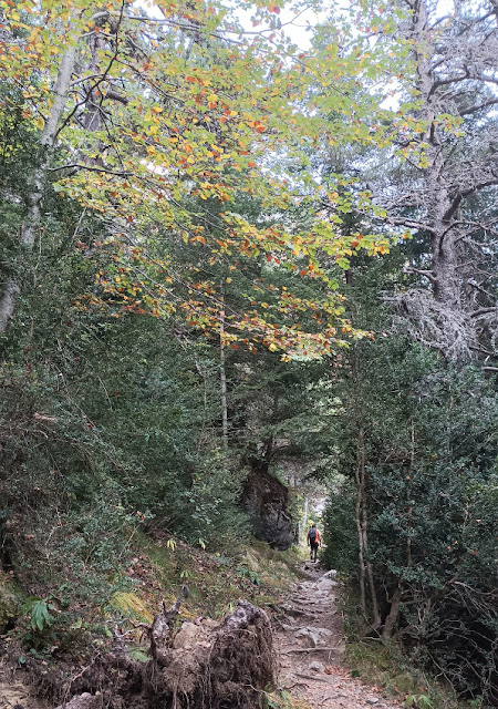 Sendero por el bosque