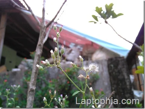 Hasil Foto Kamera Infinix Hot 3 X553