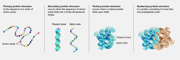 Berbagai macam struktur protein