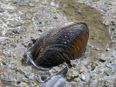 Lokan (Geloina sp.)