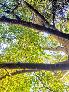 The view upwards when I pray in my garden