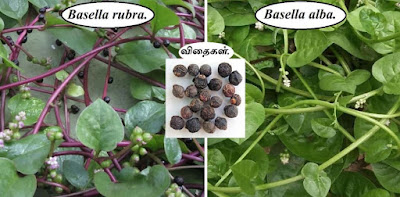 malabar spinach rubra_alba