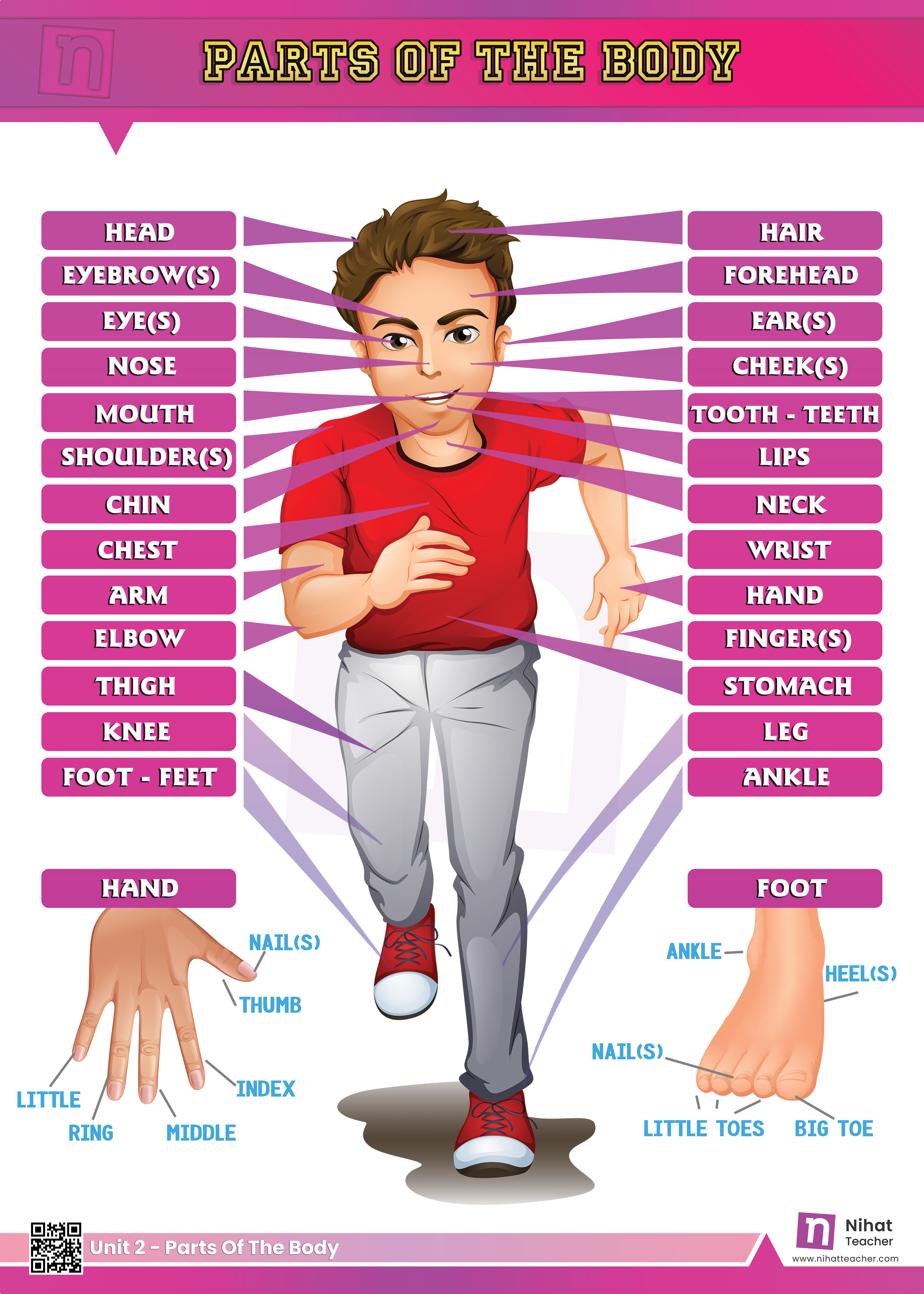 Parts of body in English