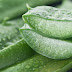 Wonderful Benefits Of Aloe Vera 