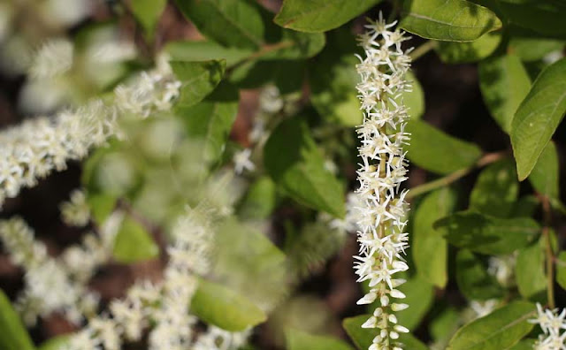 Itea Virginica Flowers