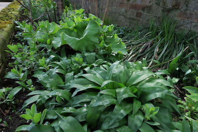 Wild garlic and rhubarb leaves growing in a raised wall border.