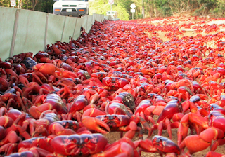 Christmas Island Red Crabs